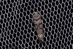 Lichenaula onychodes