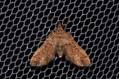 Nacoleia glageropa