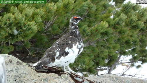 Rock Ptarmigan