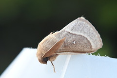 Lasiocampa terreni