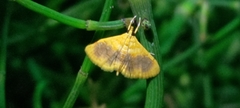 Mabra