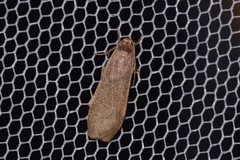 Lambula pleuroptycha