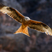 Red Kite - Photo (c) Jean-Guy Papineau, some rights reserved (CC BY-NC), uploaded by Jean-Guy Papineau