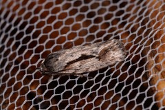 Agriophara leptosemela