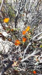 Lampranthus aureus