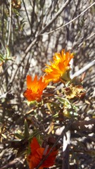 Lampranthus aureus
