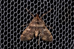 Nacoleia glageropa