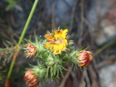 Oedera capensis