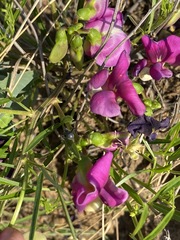 Image of Sphenostylis angustifolia