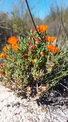 Lampranthus aureus