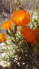 Lampranthus aureus