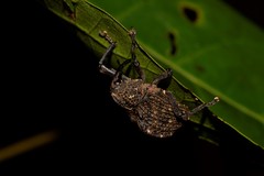 Hypsophorus dromedarius