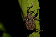 Hypsophorus dromedarius