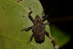 Hypsophorus dromedarius