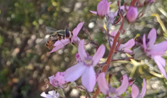 Stylidium araeophyllum