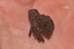 Hypsophorus dromedarius