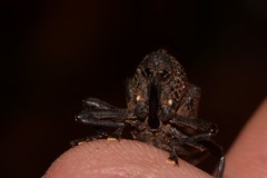 Hypsophorus dromedarius