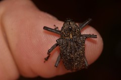 Hypsophorus dromedarius