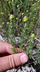 Microdon capitatus