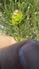 Microdon capitatus