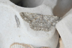 Dicrognophos sartata