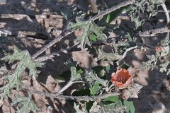 Sphaeralcea laciniata