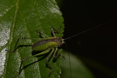 Ozphyllum naskreckii