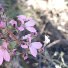 Stylidium araeophyllum