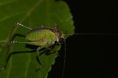 Ozphyllum naskreckii