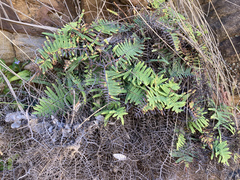 Gleichenia rupestris