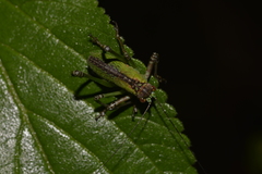 Ozphyllum naskreckii