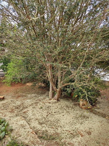 Jaboticaba (Plinia cauliflora)
