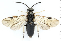 Pristiphora geniculata