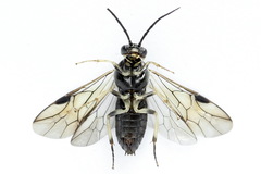 Pristiphora geniculata