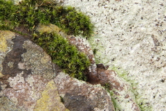 Ptychomitrium crispatum