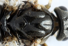 Pristiphora geniculata