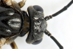 Pristiphora geniculata