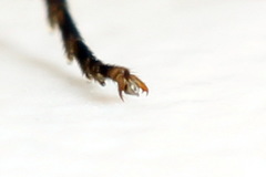 Pristiphora geniculata