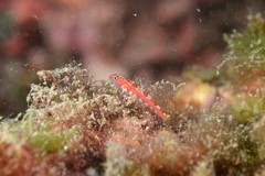 Speleogobius trigloides
