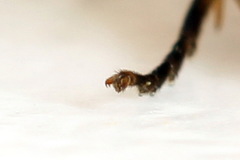 Pristiphora geniculata