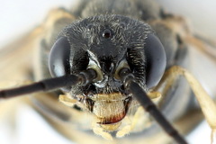 Pristiphora geniculata