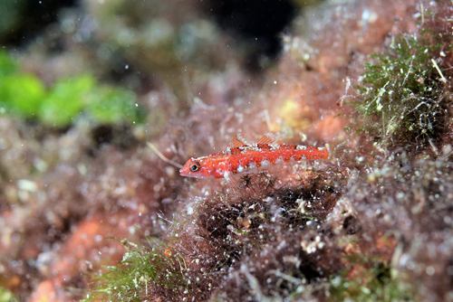 Grotto goby (Speleogobius trigloides) — Gobiidae
