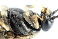 Pristiphora geniculata