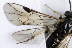 Pristiphora geniculata