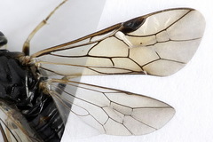 Pristiphora geniculata