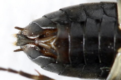 Pristiphora geniculata