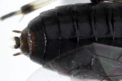 Pristiphora geniculata