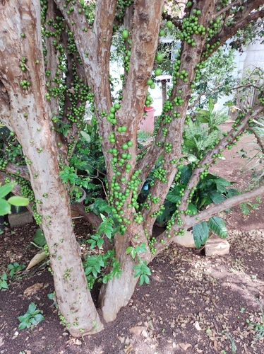 Image of Plinia cauliflora by (c) Sidney Alves Tadeu, some rights reserved (CC BY-SA)