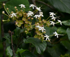 Clerodendrum tracyanum