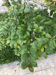 Terminalia tetraphylla